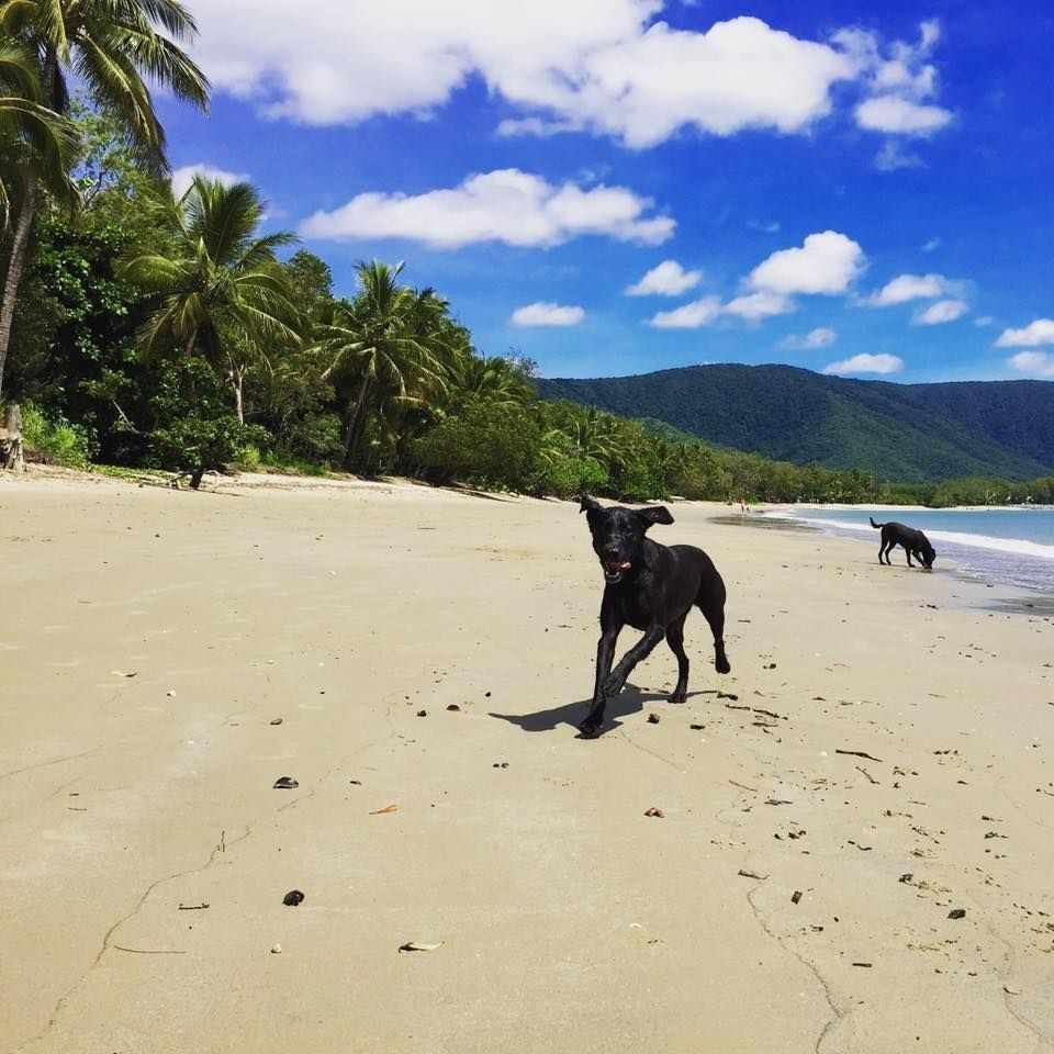 Black Dog Running on a Sunny Beach; Palm Trees — Marlin Coast Veterinary Hospital in Trinity Beach, QLD