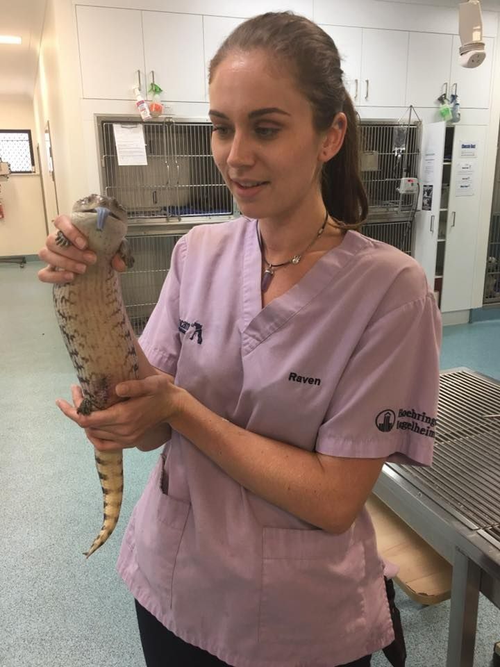 Woman in Scrubs Holding a Blue-tongued Skink — Marlin Coast Veterinary Hospital in Trinity Beach, QLD