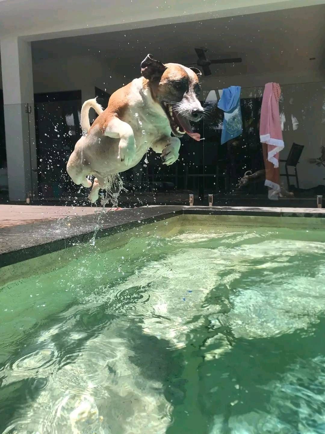 Dog Leaping Into a Swimming Pool — Marlin Coast Veterinary Hospital in Trinity Beach, QLD