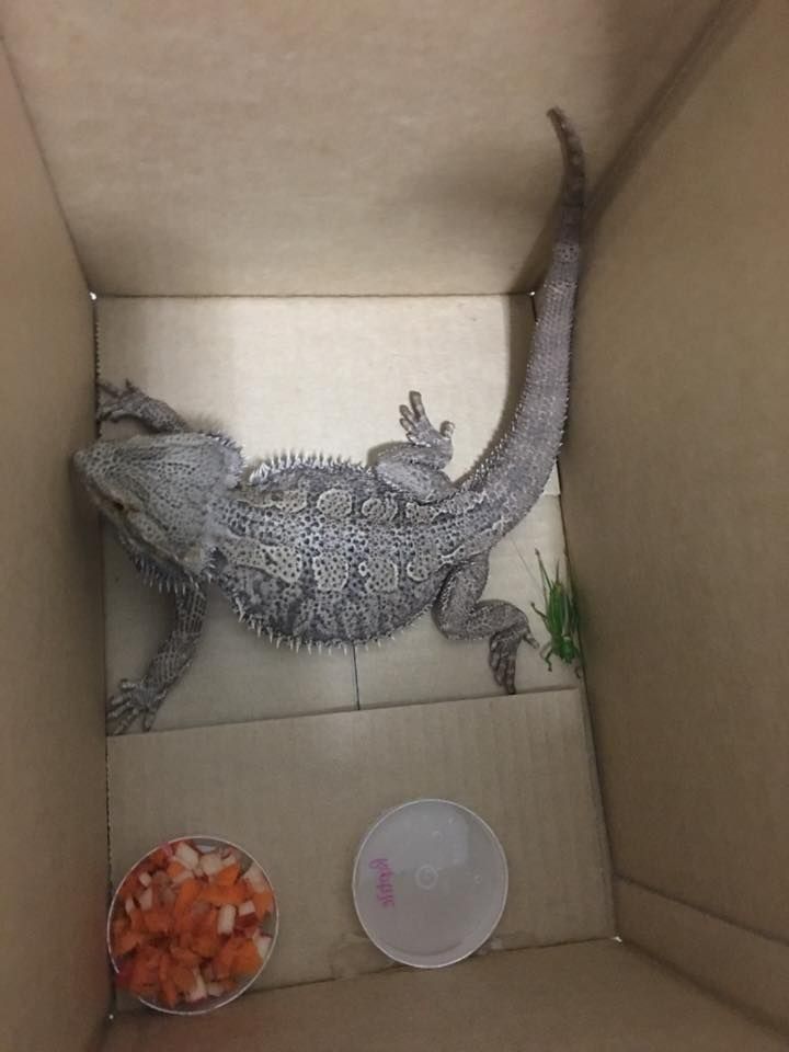 Bearded Dragon in a Cardboard Box — Marlin Coast Veterinary Hospital in Trinity Beach, QLD