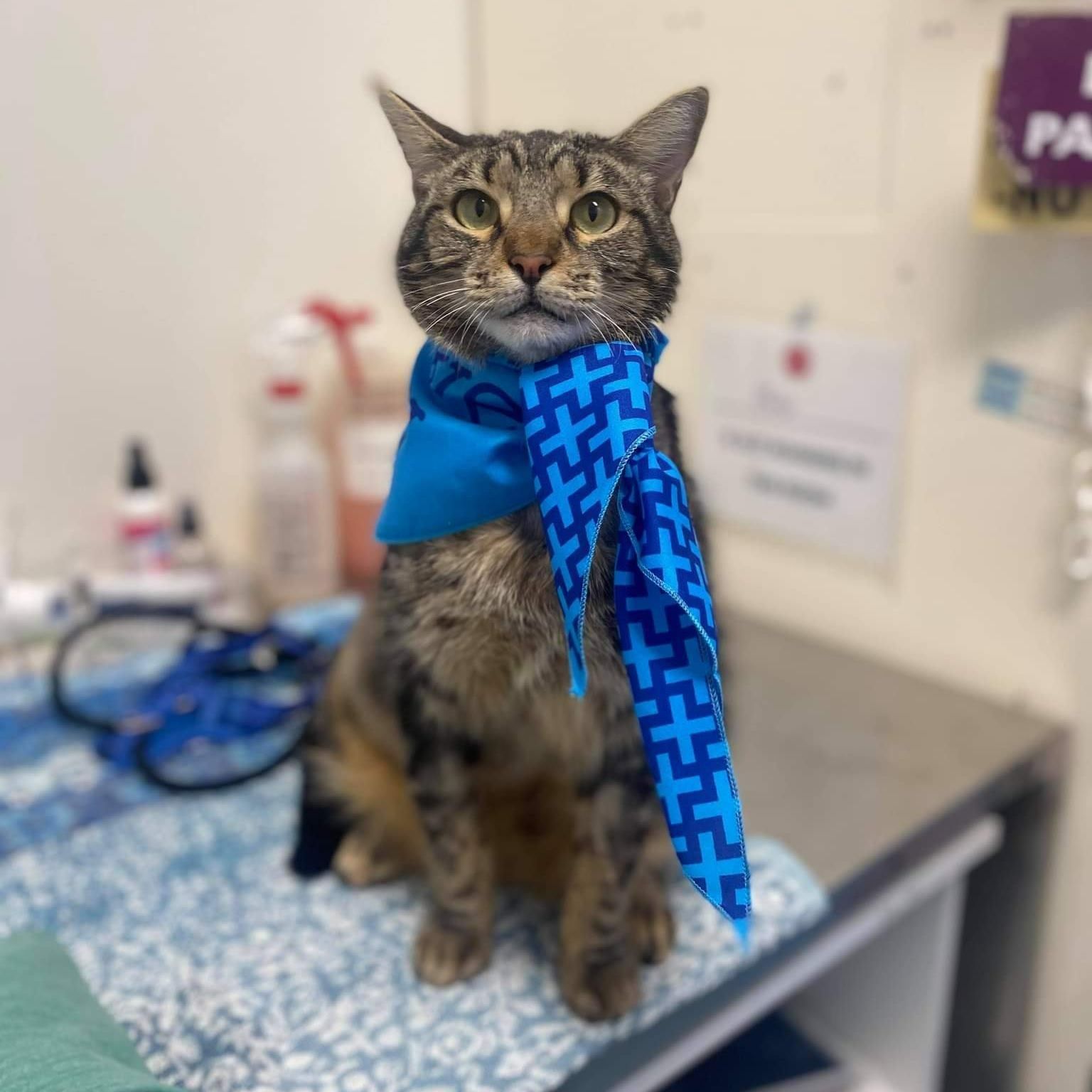 Tabby Cat — Marlin Coast Veterinary Hospital in Trinity Beach, QLD