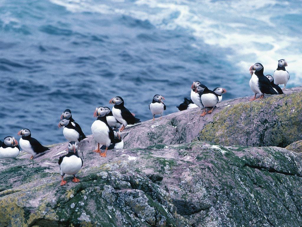 A flock of puffins on a rocky island near the ocean. Black, white, and orange birds.