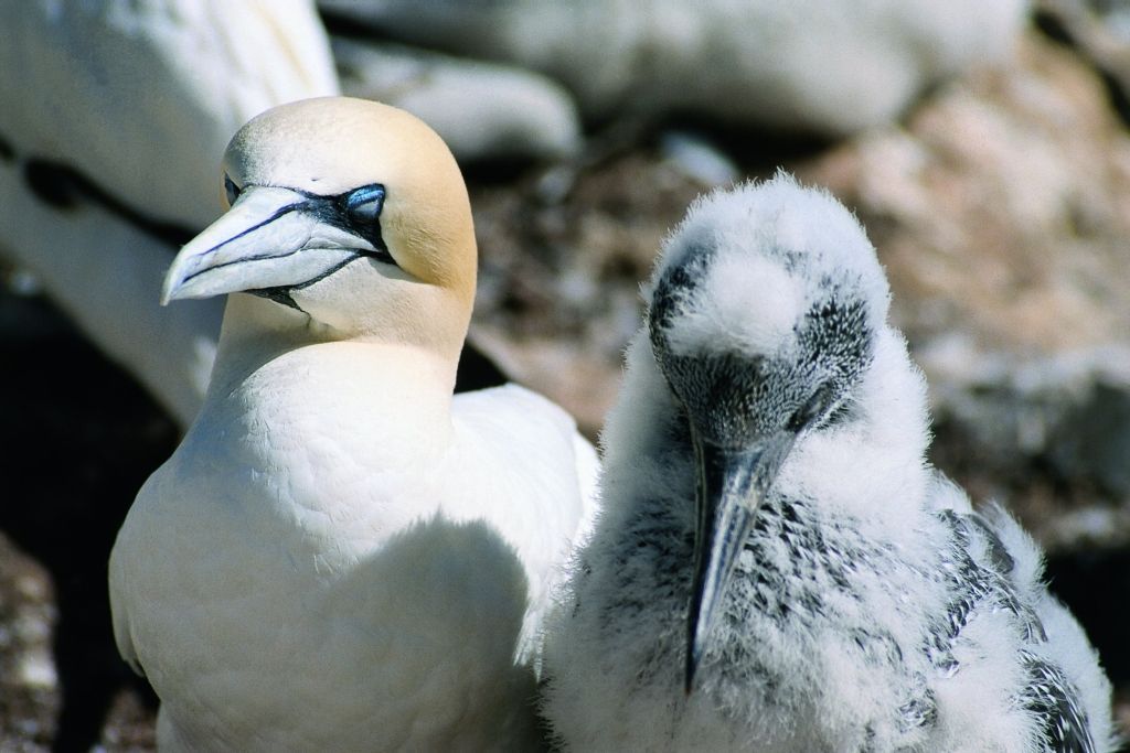 Two fluffy seabird chicks beside an adult bird on a rocky shore
