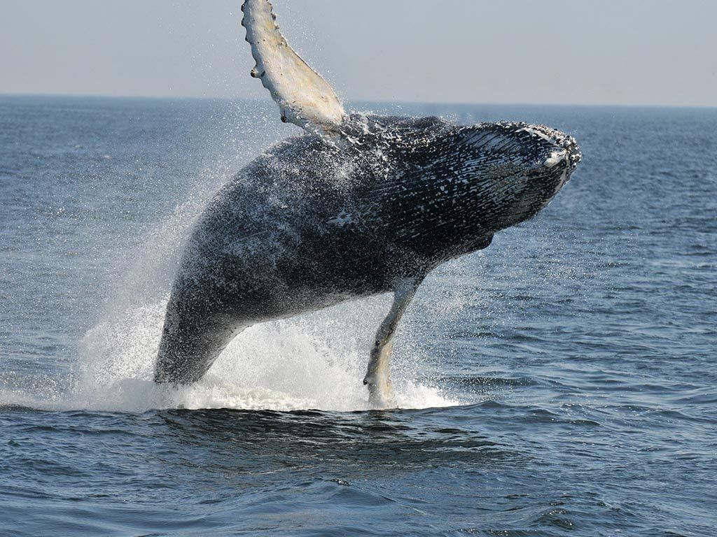 Humpback whale breaching the surface, splashing water, with one fin raised. Blue ocean and sky.