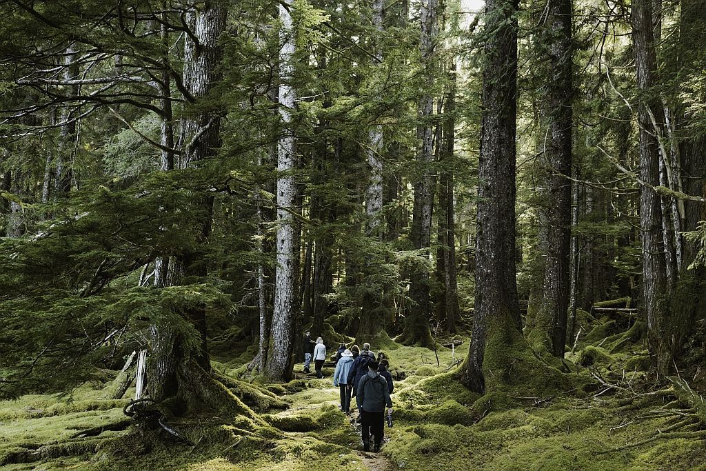 Two hikers walking through a sunlit forest with tall trees and mossy ground