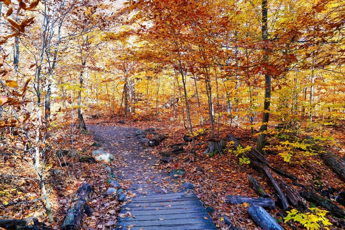 A wooden footbridge leads into a forest path lined with vibrant, golden-orange autumn leaves.