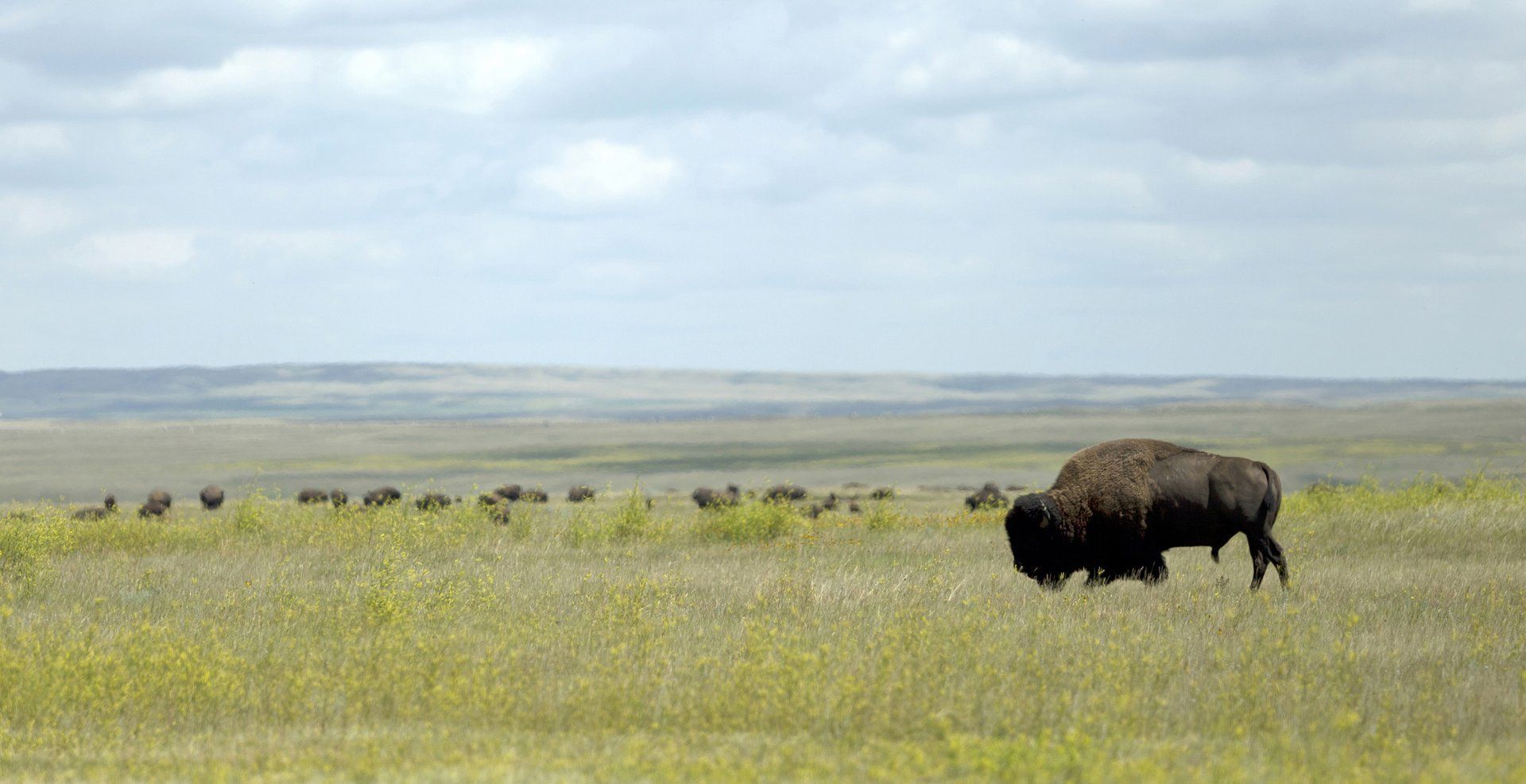 A bison grazes in a grassy field with a herd in the background, under a cloudy sky.
