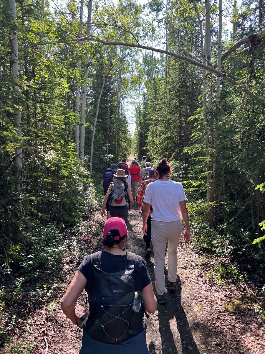 People hiking on a dirt path through a sunny forest; trees line the trail.