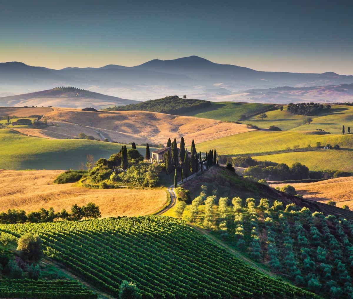 Rolling green and golden hills with a winding path and a cluster of cypress trees under distant mountains at sunrise