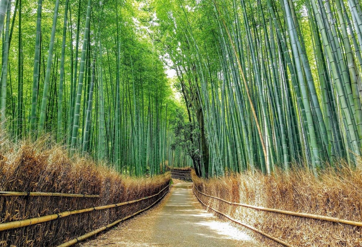 A gravel path leads through the Arashiyama Bamboo Grove in Kyoto, flanked by tall green stalks and low, dried-bamboo fences.
