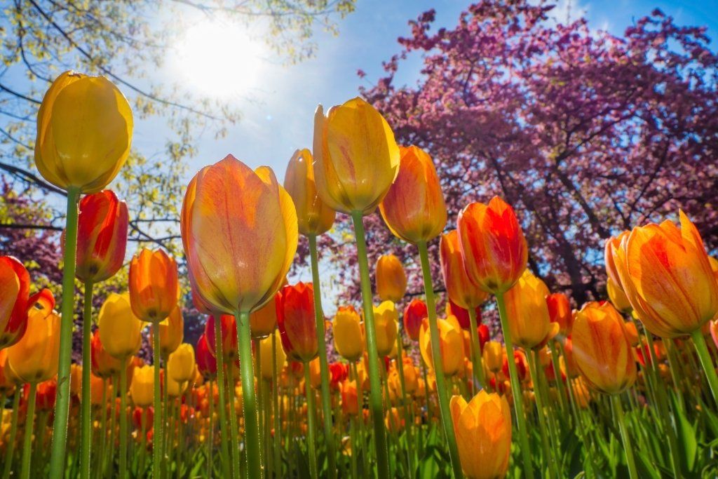 Colorful tulips blooming in a sunny garden beneath a clear blue sky.