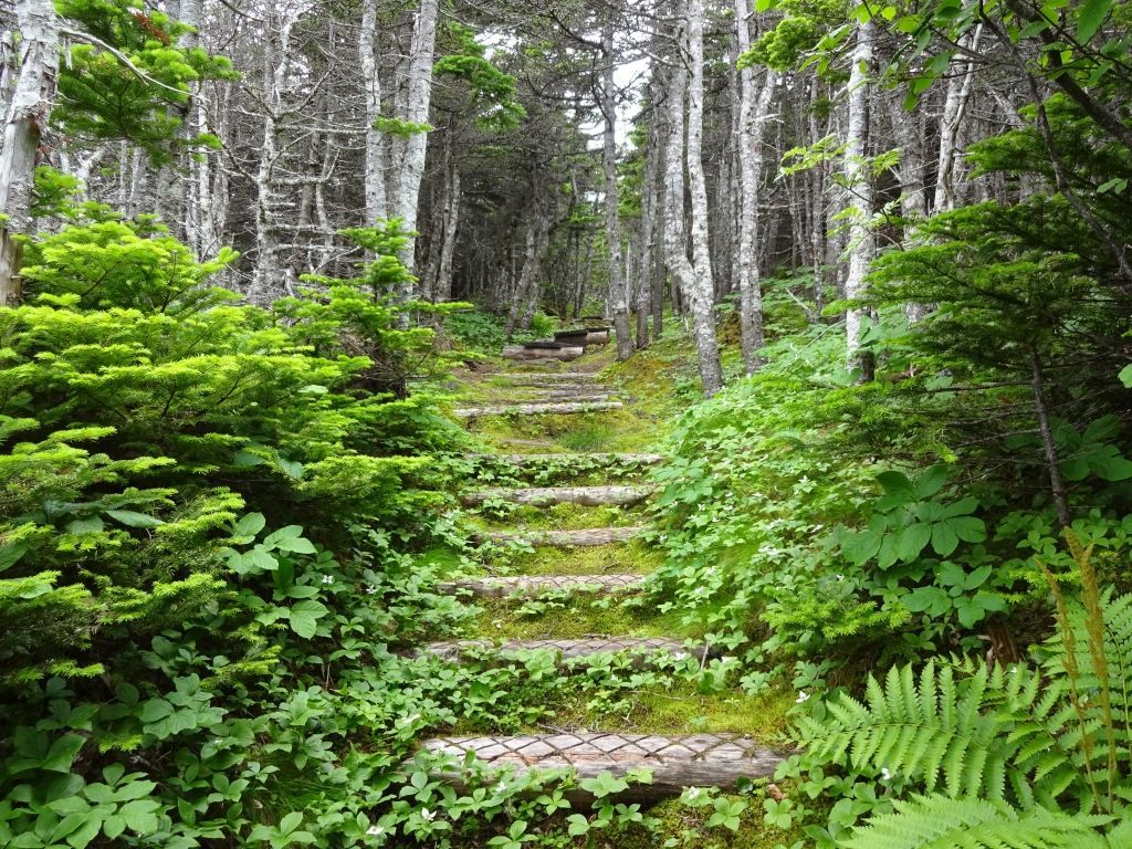 Stone steps ascend through a lush green forest path, surrounded by trees and vegetation.