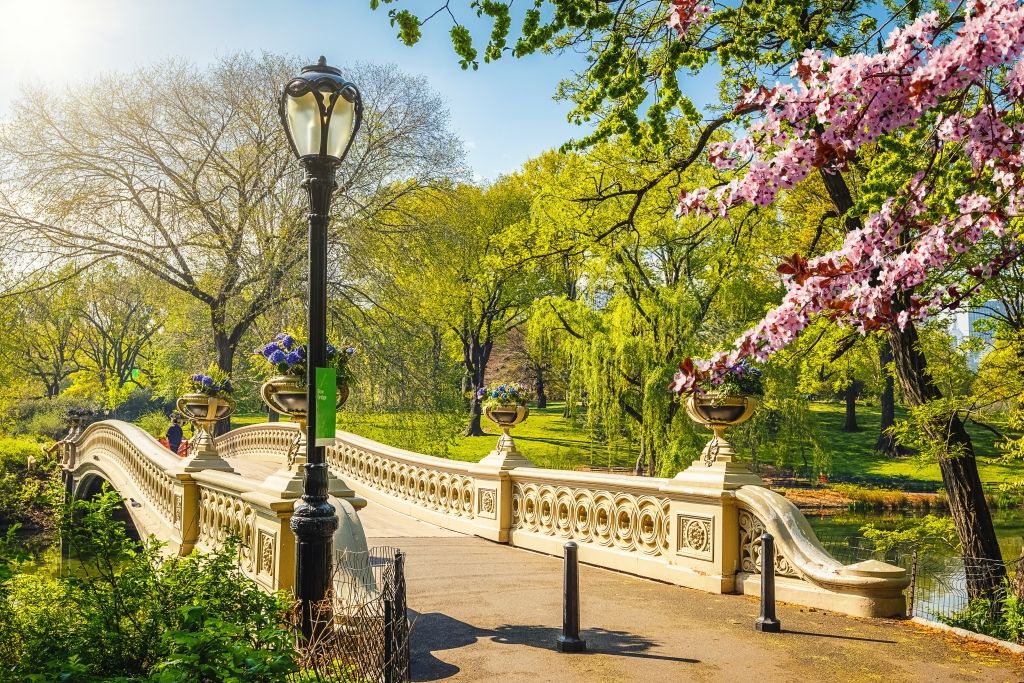 Bow Bridge in Central Park, NYC, spans the water with blossoming trees and a lamppost on a sunny day.
