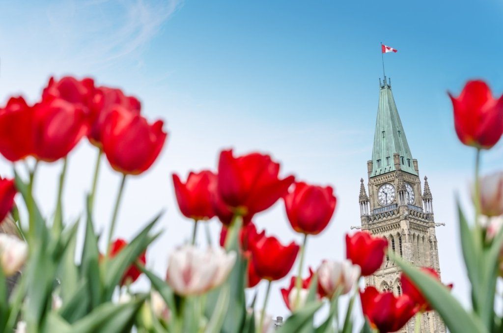Red tulips in foreground with Parliament tower under a blue sky in Ottawa