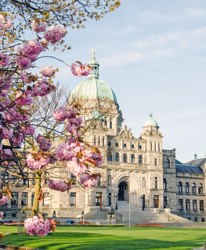 British Columbia Parliament Buildings with cherry blossoms in Victoria, Canada.
