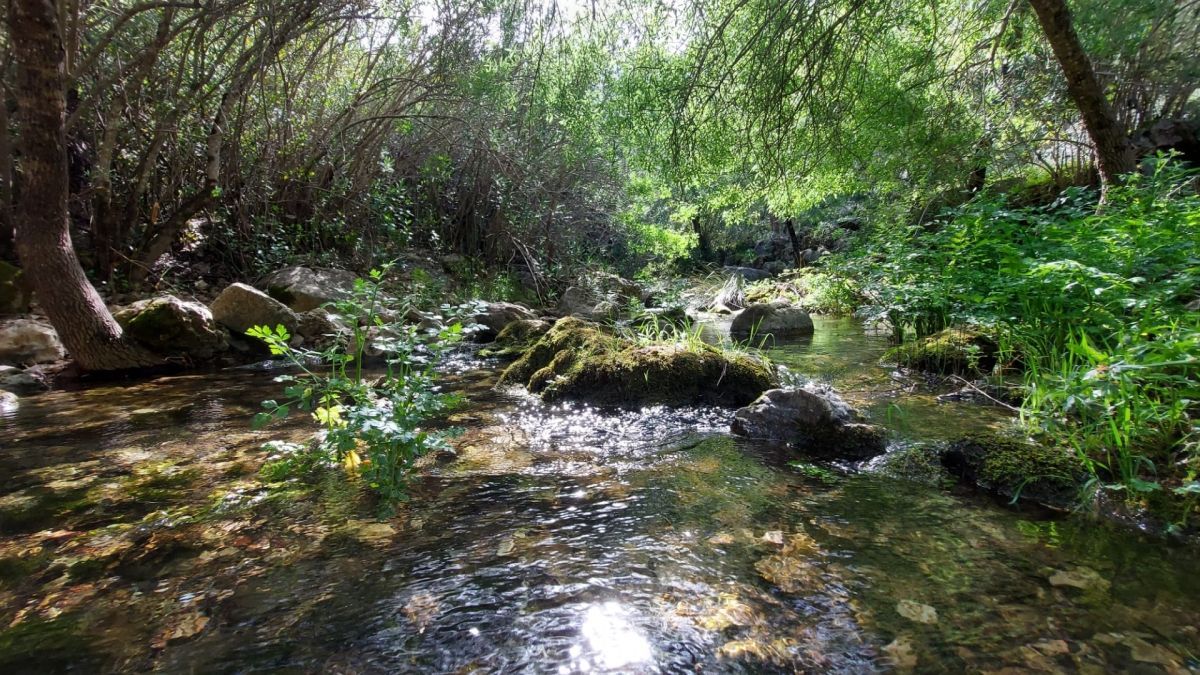 A shallow, clear stream flows through a lush, sunlit green forest.