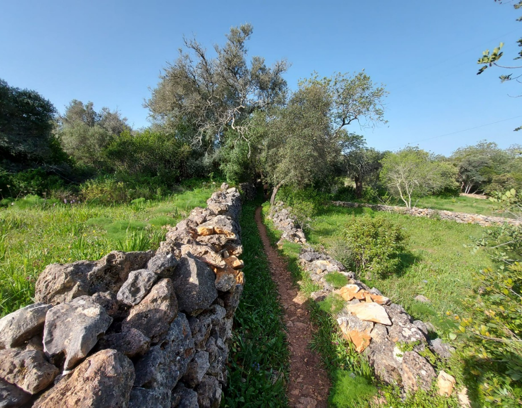 Stone-lined path through green field, trees overhead, bright blue sky.