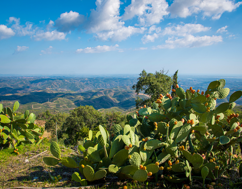 Cactus with ripe fruit overlooks a valley under a blue sky with fluffy clouds.