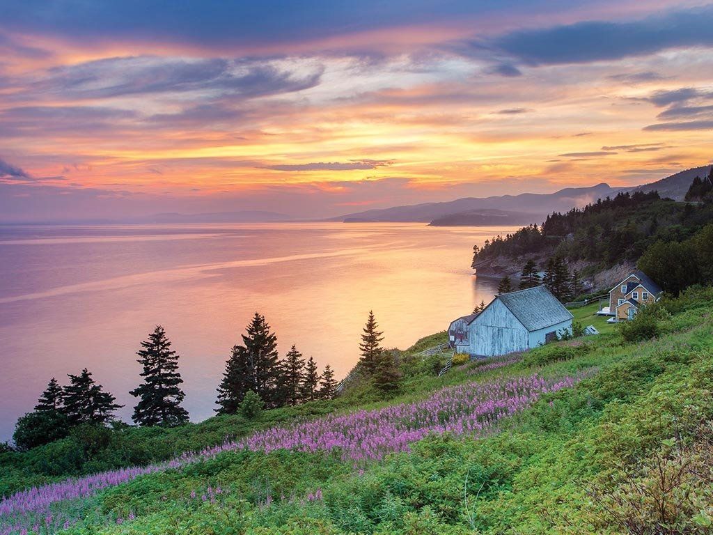 Sunset over a calm sea, with a grassy hillside covered in purple flowers and a small building.
