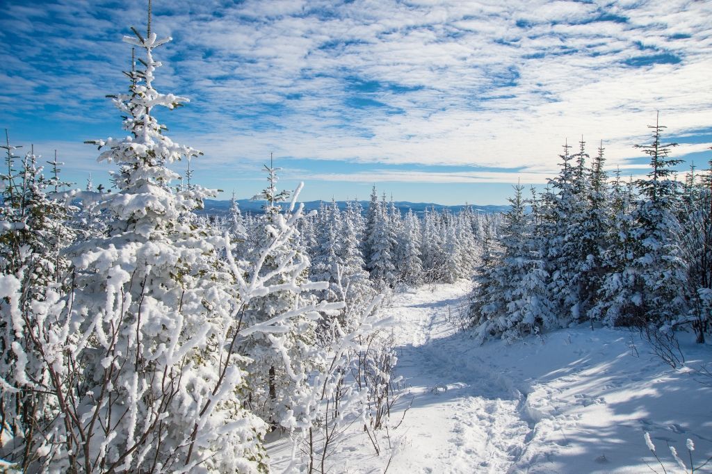 Snow-covered evergreen forest under a bright blue sky with scattered clouds.
