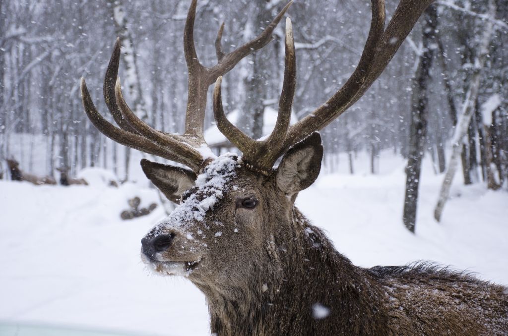 Buck with large antlers standing in a snowy forest as snow falls