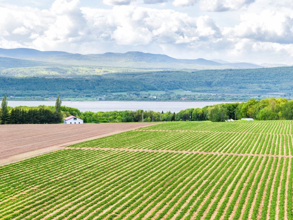 Green agricultural fields with rows leading to a lake and hazy mountains under a bright sky