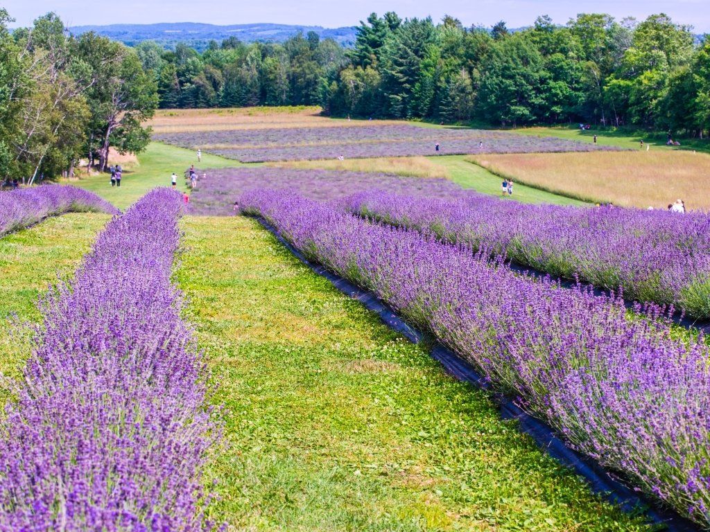 Rows of purple lavender in bloom, fields, and people visiting on a sunny day.