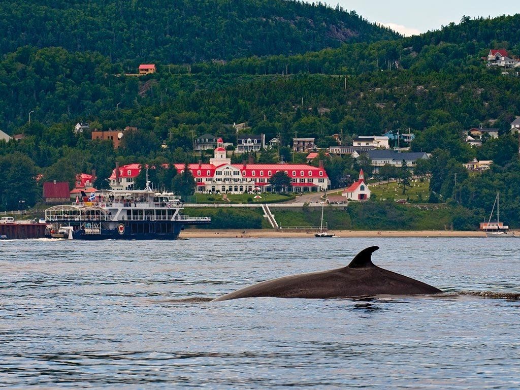 Whale surfaces in blue water near a town with red-roofed buildings, a ferry, and green hills.