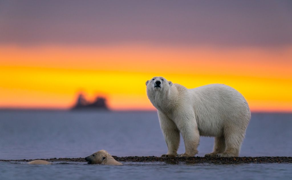 Polar bear standing near a cub in water, with an orange sunset over the ocean in the background.