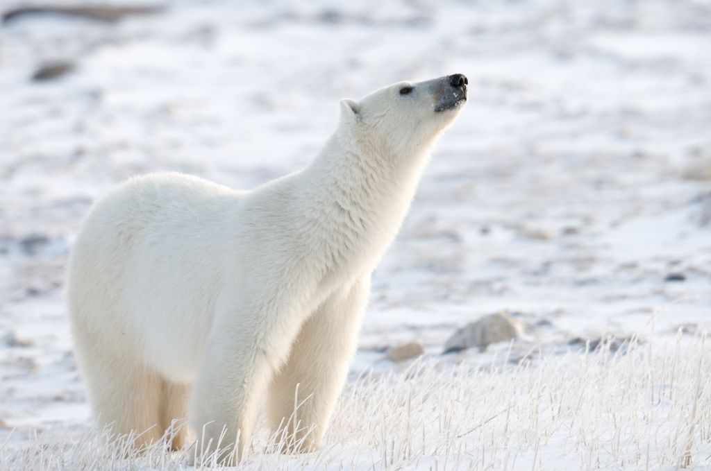 Polar bear standing, looking up, in snowy field.