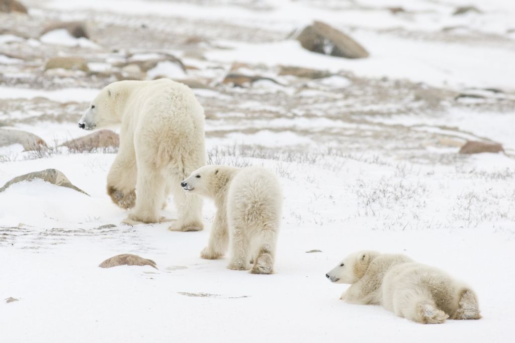 Polar bear mother with two cubs walking in snow-covered tundra. One cub rests.