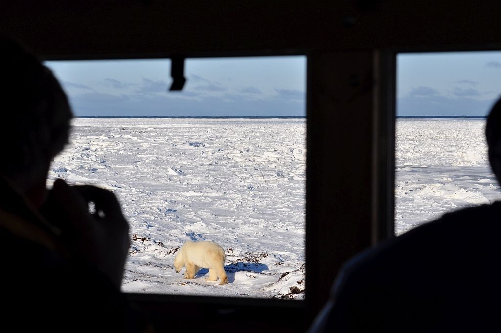 Two people observe a polar bear on icy terrain from a cabin window. Blue sky.
