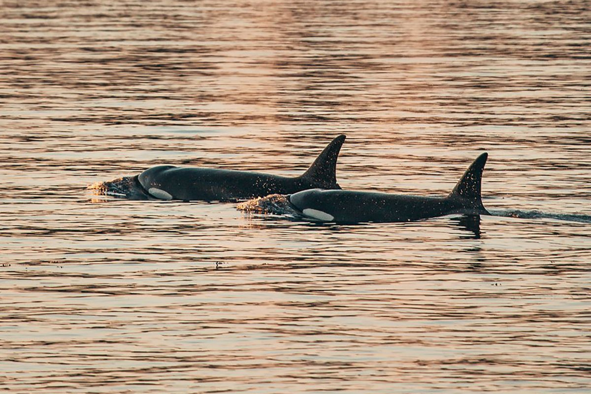 Two orcas with dorsal fins visible swim in calm, golden water.