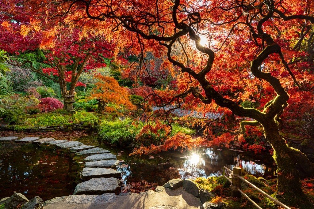Autumn garden scene: Red and orange trees over a pond with a stone path. Sunlight reflects on the water.