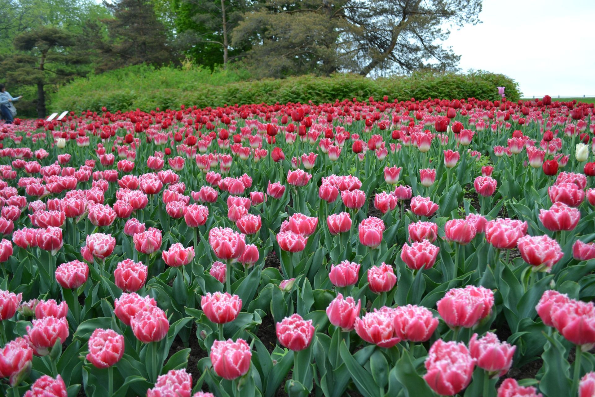 Pink tulips blooming in a wide field with green leaves and trees in the background