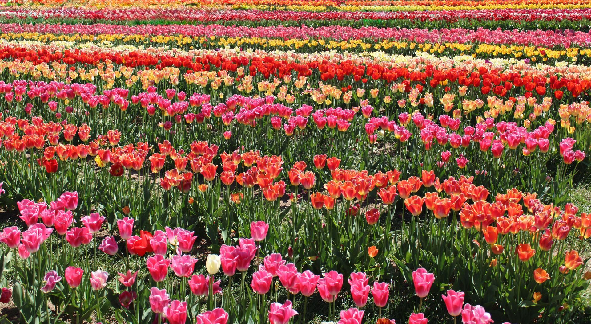 Rows of pink, red, and orange tulips blooming in a colorful flower field