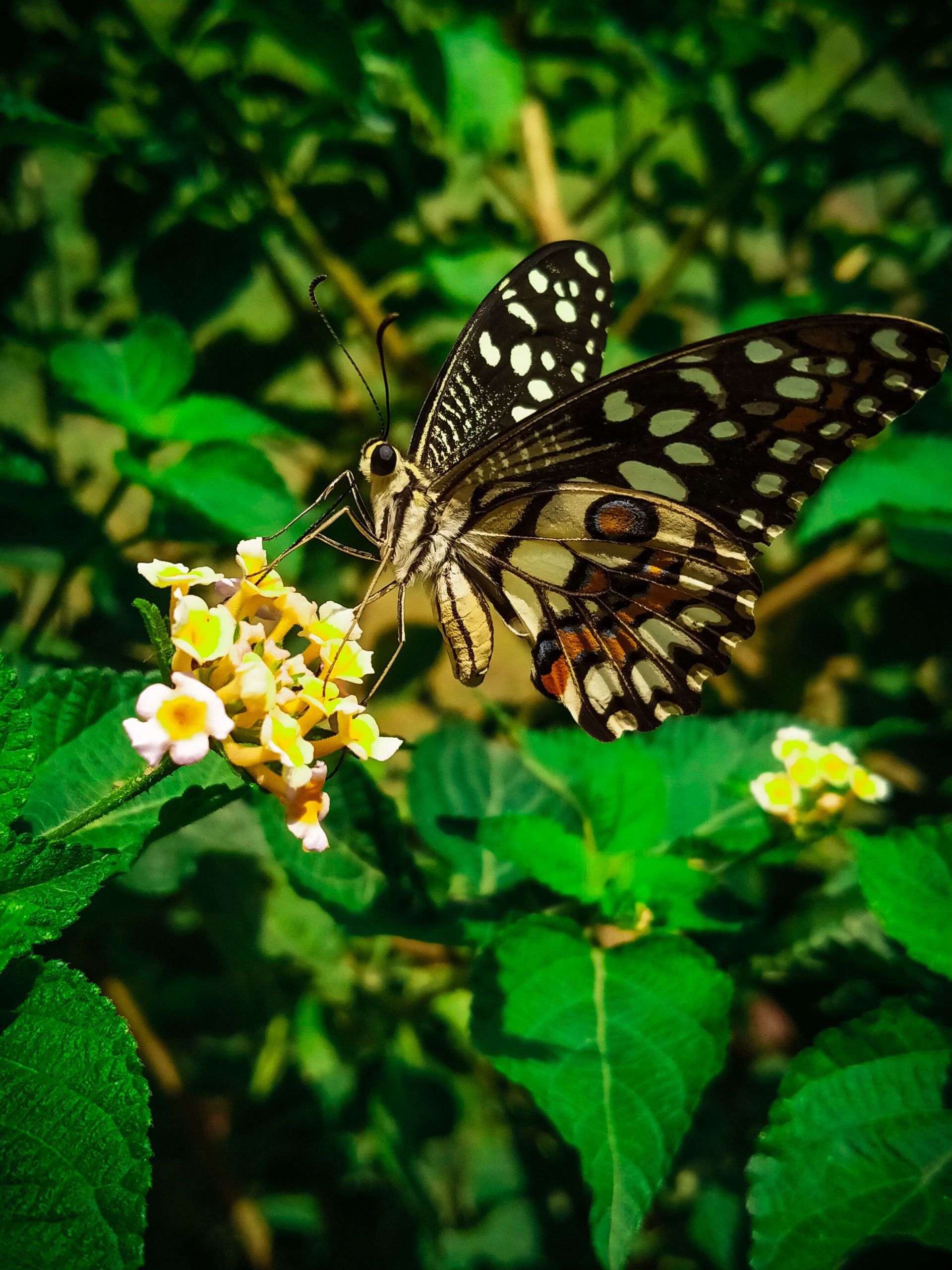 Butterfly perched on small yellow-white flowers amid green foliage