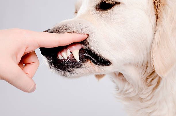 Small & Large Animal Dental Services – Stephenville, TX – Ark Veterinary Hospital