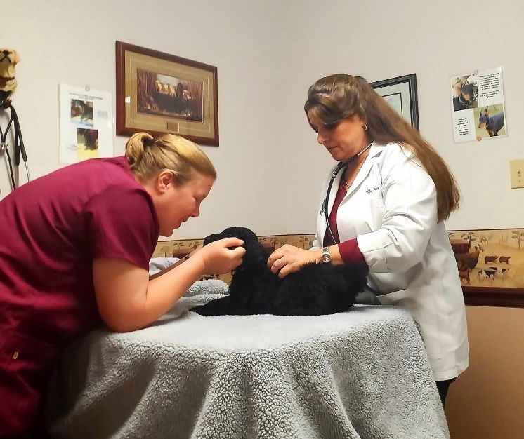 Hospitalization & Intensive Care – Stephenville, TX – Ark Veterinary Hospital