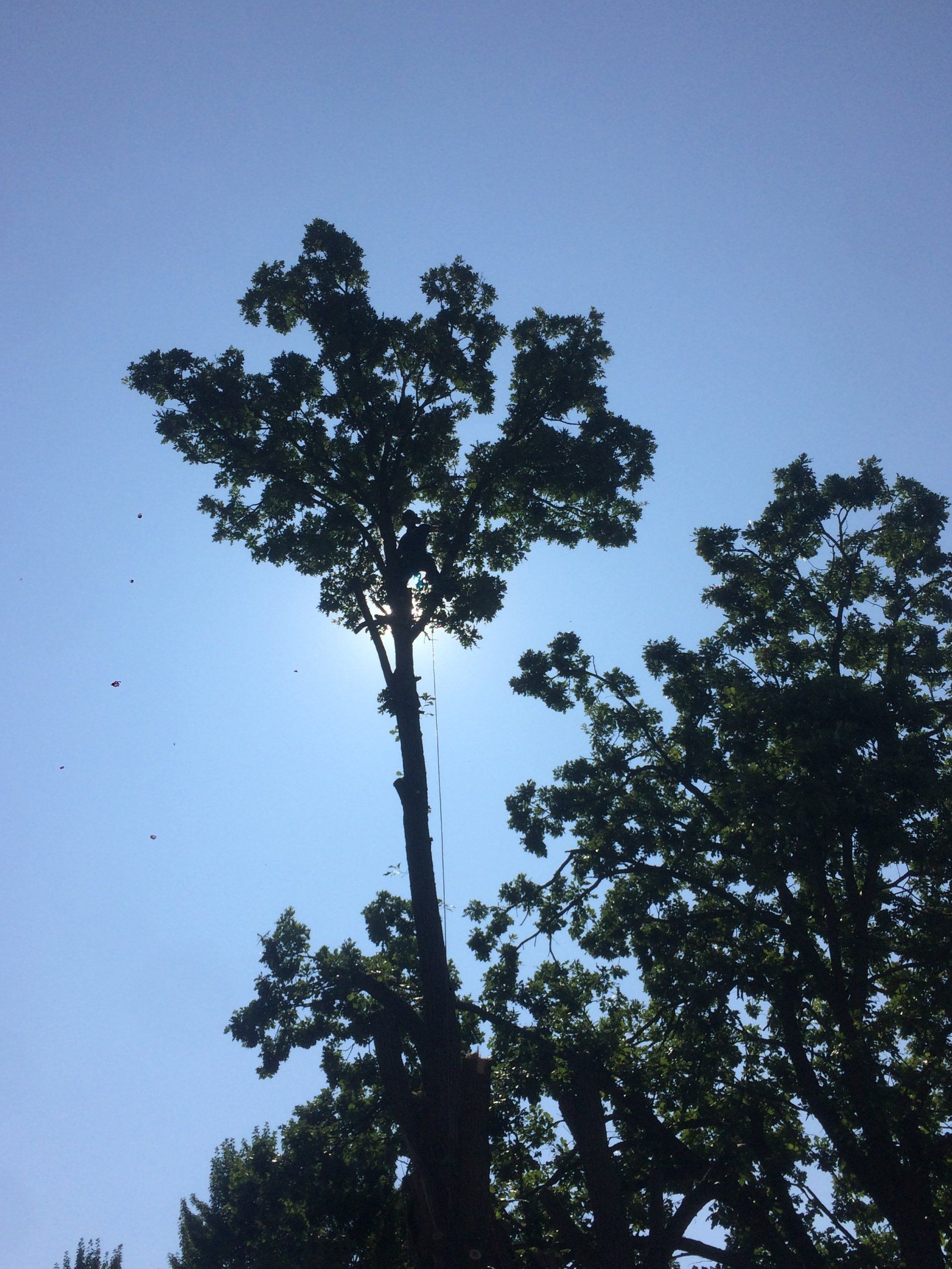 Tree removal project by Gibbon Tree Co.