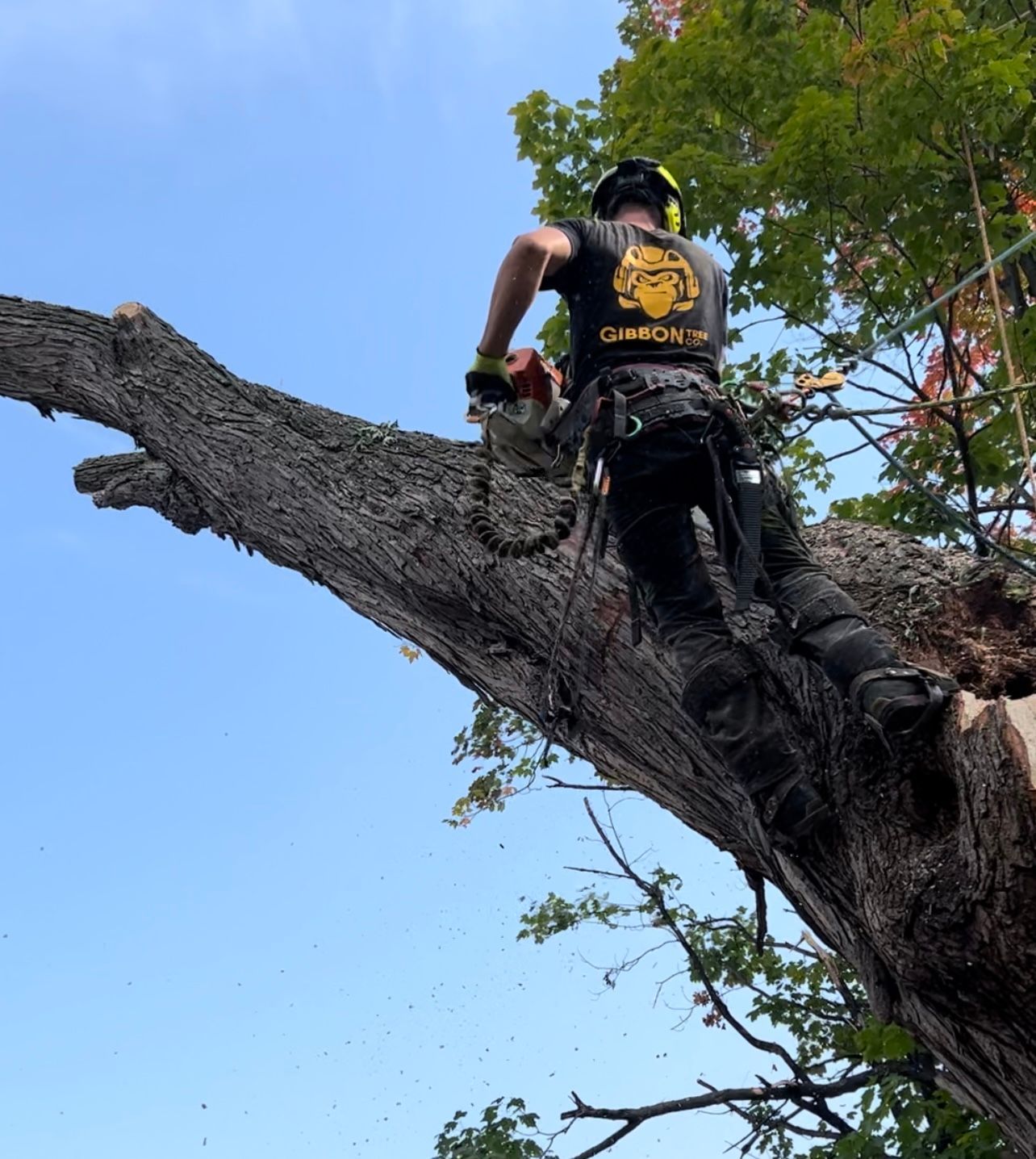 Tree removal project by Gibbon Tree Co.