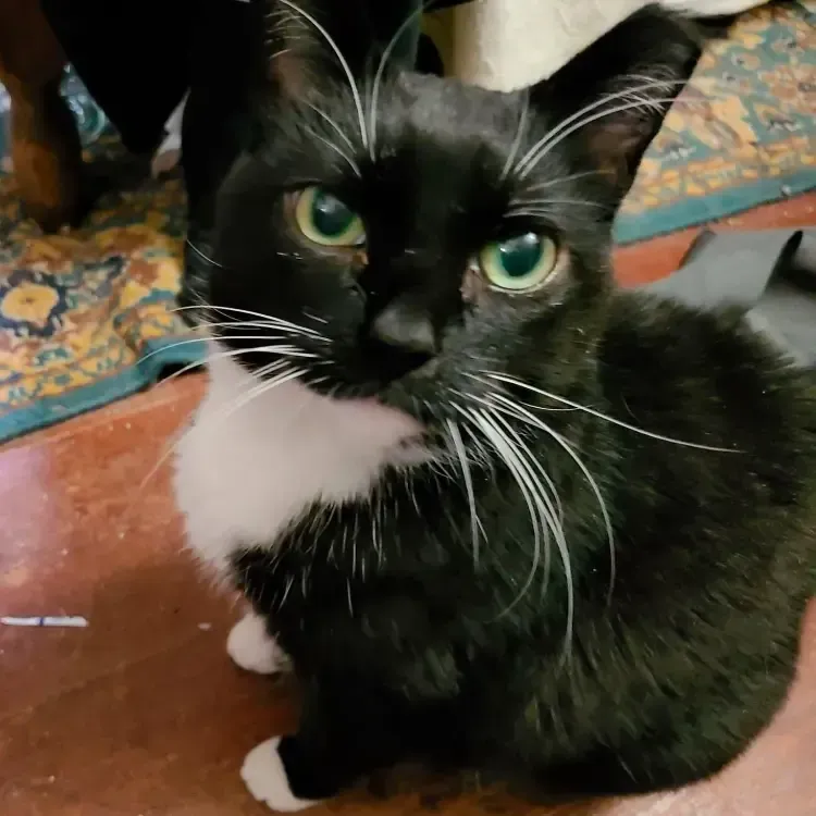 A black and white cat is sitting on the floor and looking at the camera.