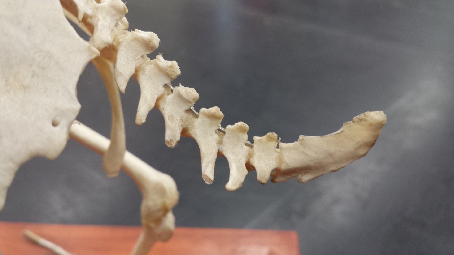 A close up of a skeleton on a wooden table