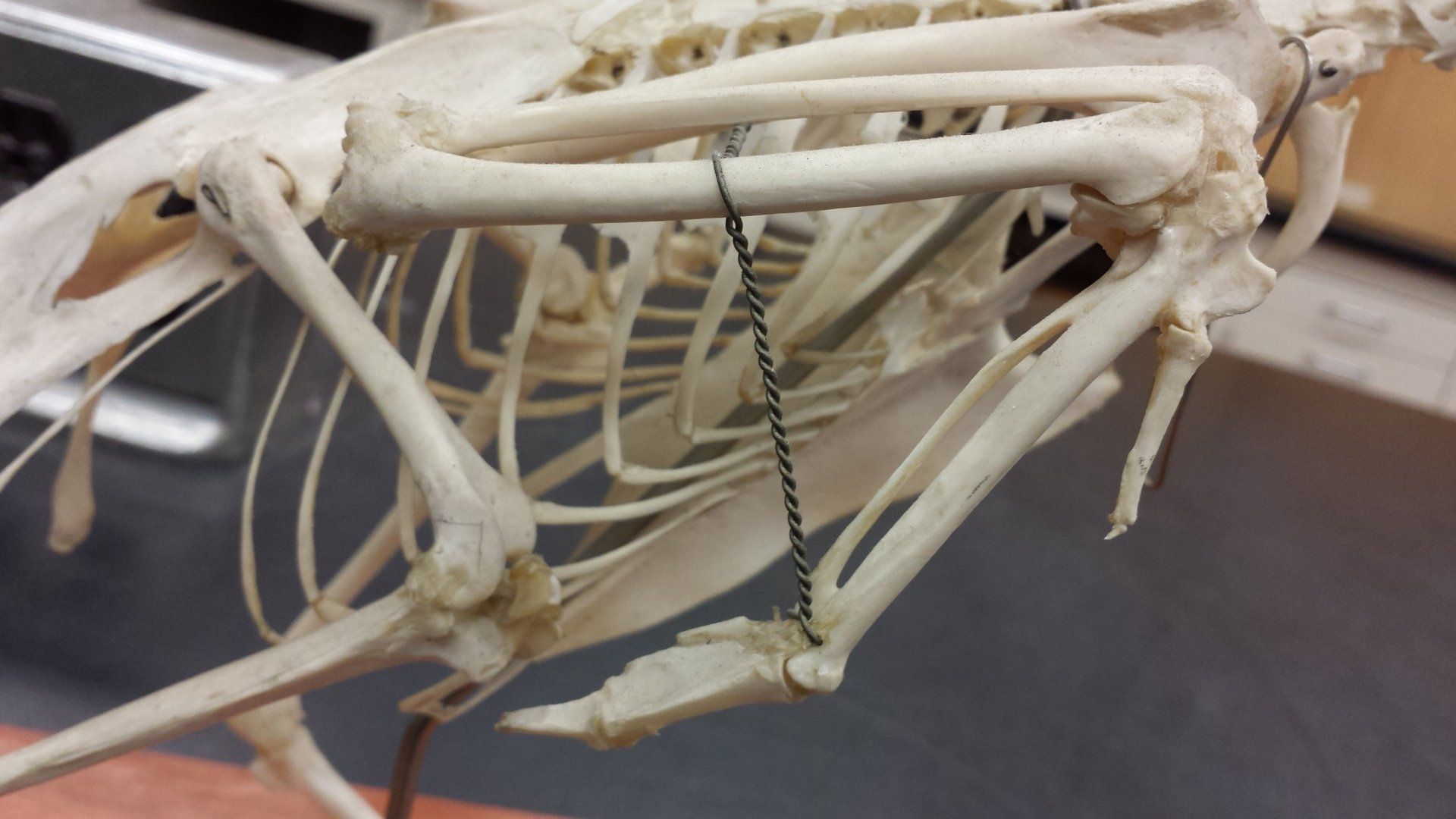 A close up of a skeleton with a chain attached to it