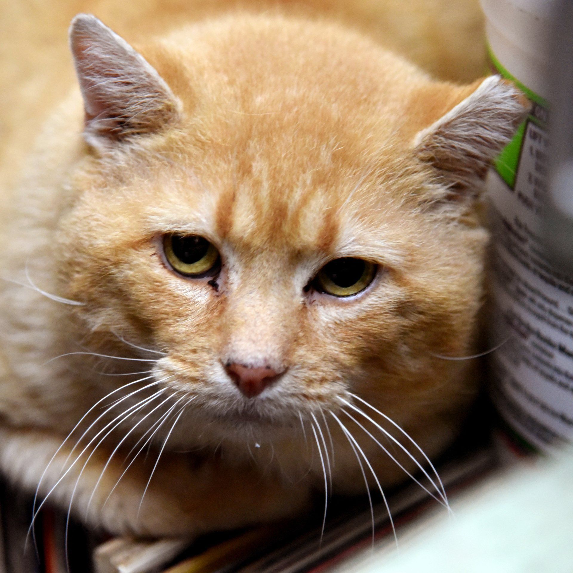 A close up of a cat looking at the camera