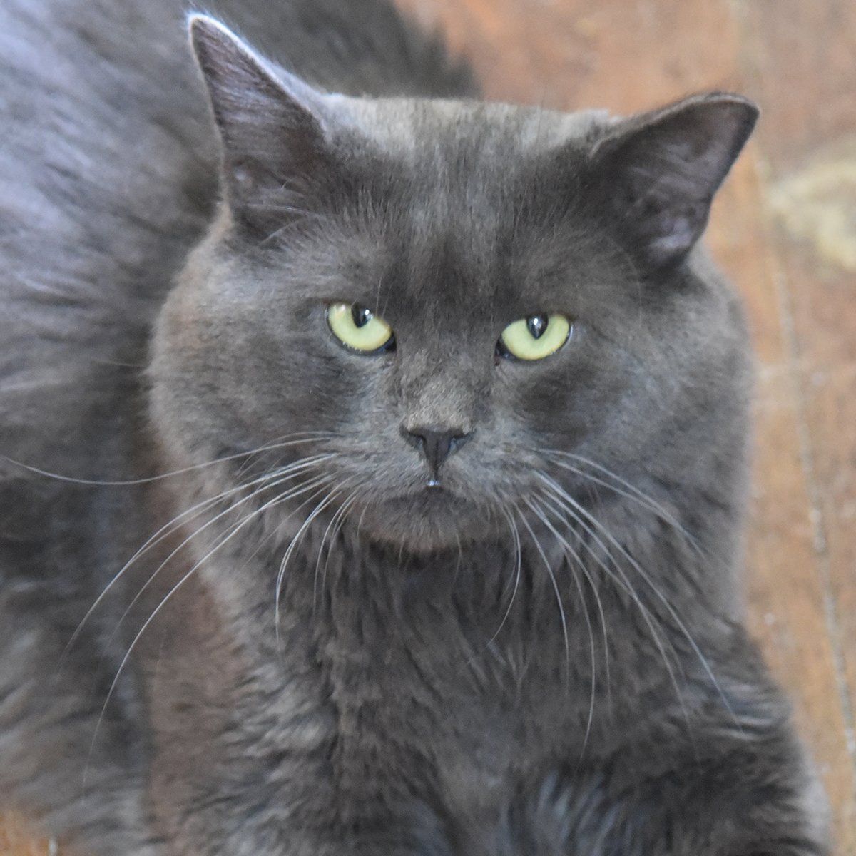 A close up of a gray cat with yellow eyes