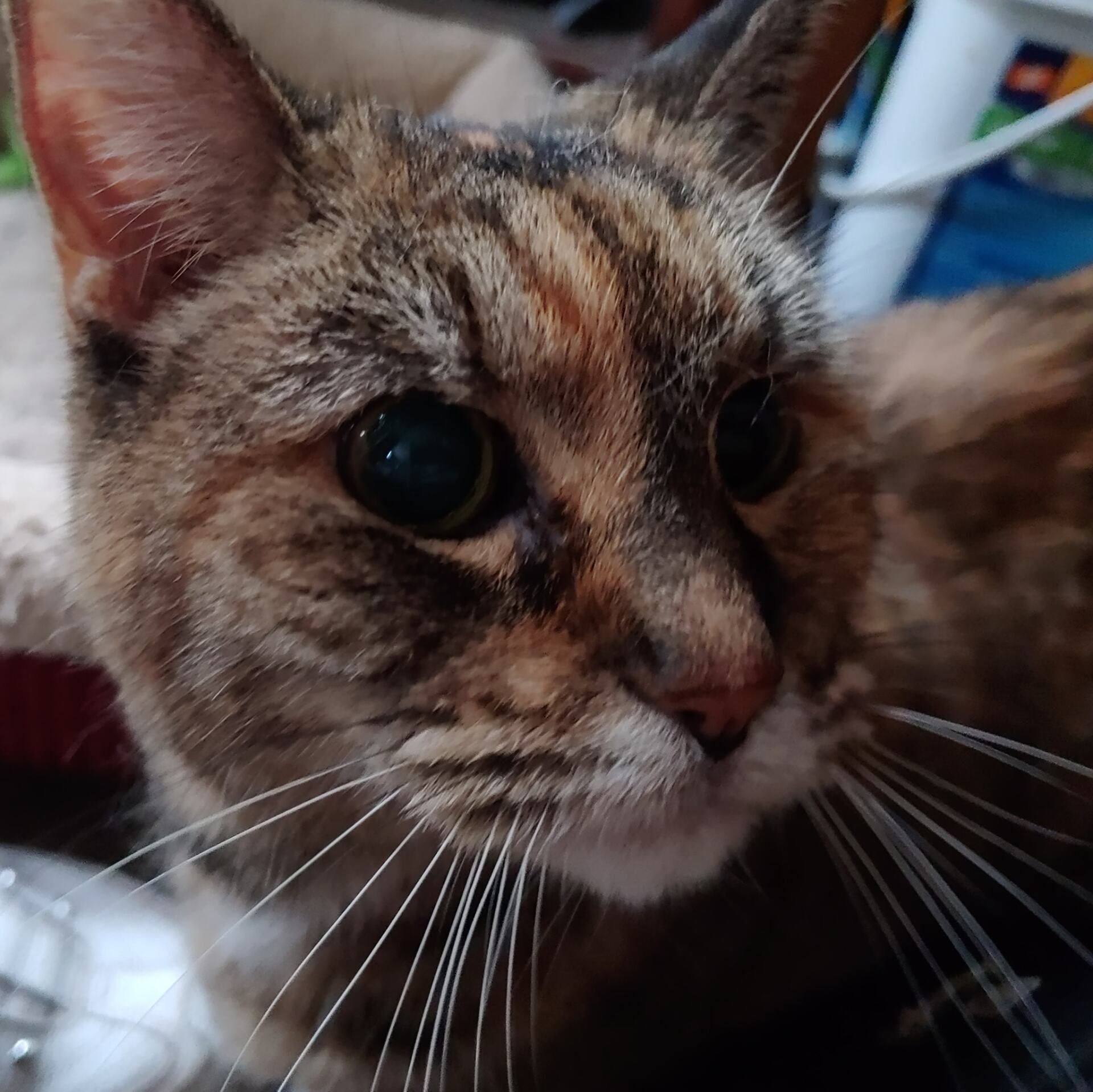 A close up of a cat looking at the camera