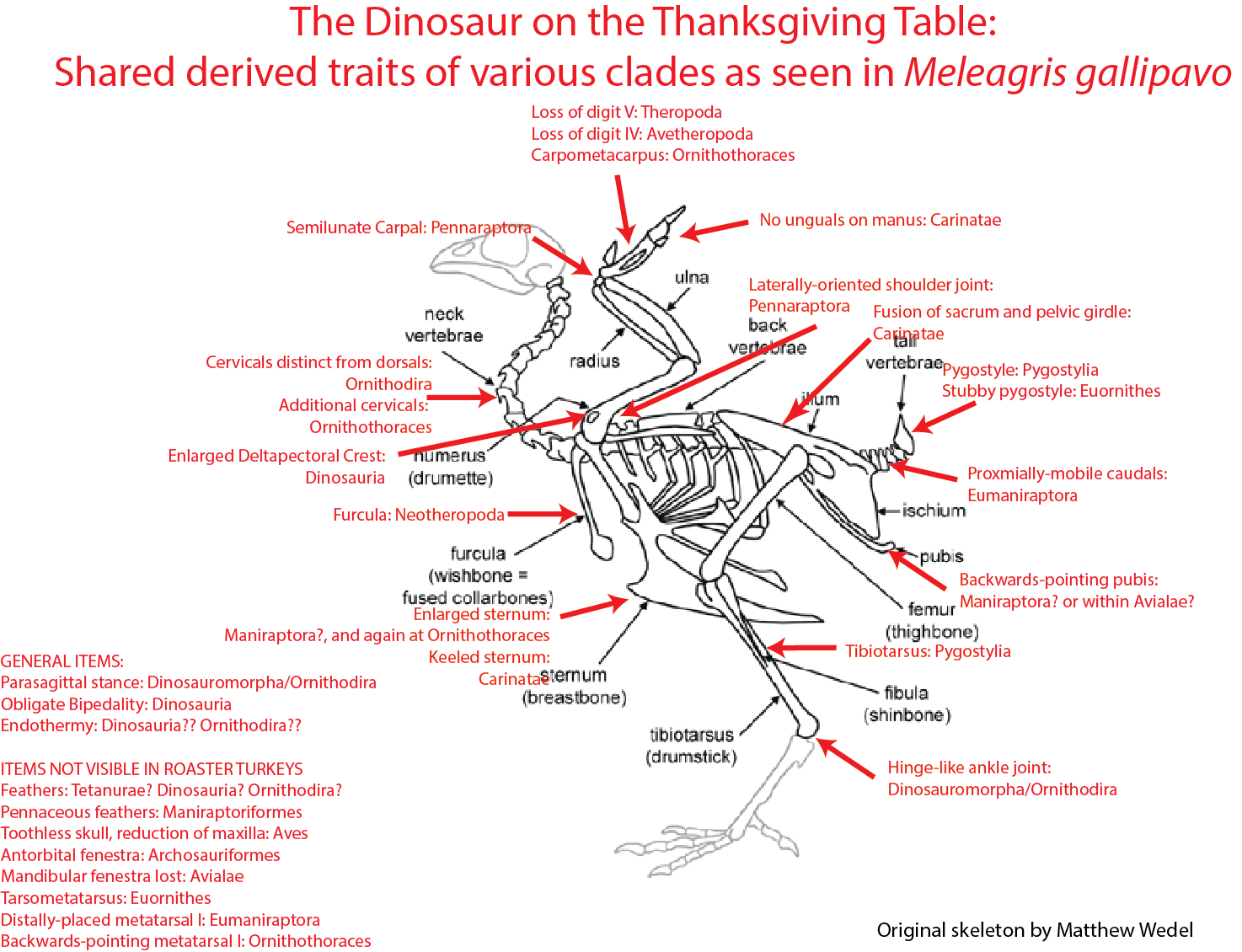 A diagram of the dinosaur on the thanksgiving tables