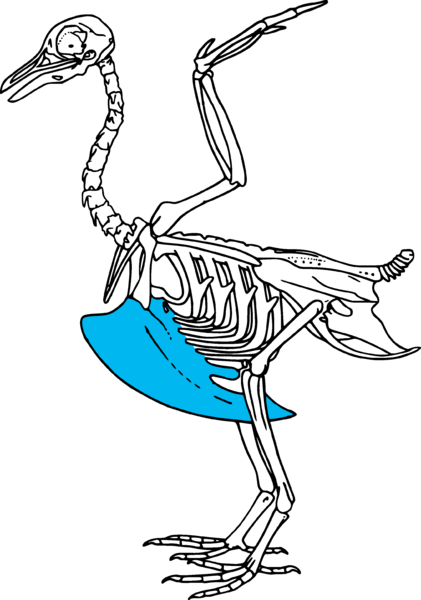 A skeleton of a bird with a blue feather on its back.