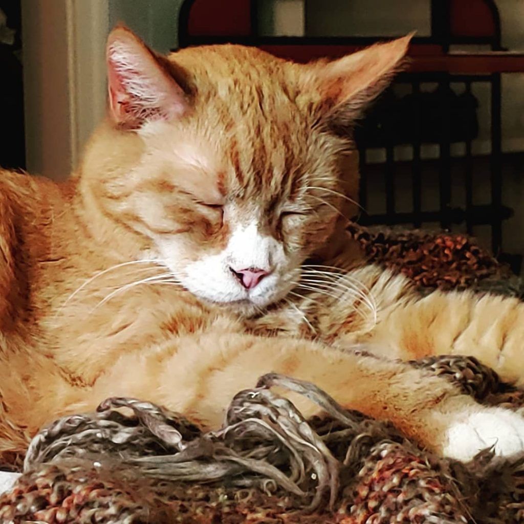 A cat is laying on a blanket with its eyes closed.